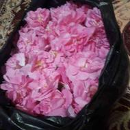 گل محمدی درخوی