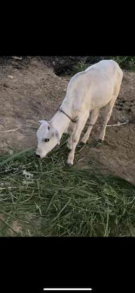 گاوه ماده با گوساله ماده 5ماه میشه نسل خوب هست شیر ده هست در گروه خرید و فروش ورزش فرهنگ فراغت در سیستان و بلوچستان در شیپور-عکس1