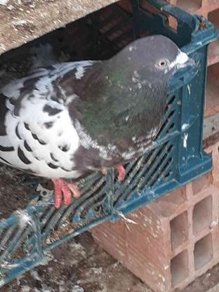 کبوتر پاکستانی در گروه خرید و فروش ورزش فرهنگ فراغت در مازندران در شیپور-عکس1