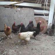 مرغ محلی اصیل تخمگذار کرچ شو