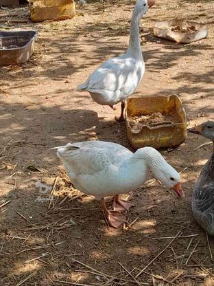 غاژ و اردک بک بکی. در گروه خرید و فروش ورزش فرهنگ فراغت در مازندران در شیپور-عکس1