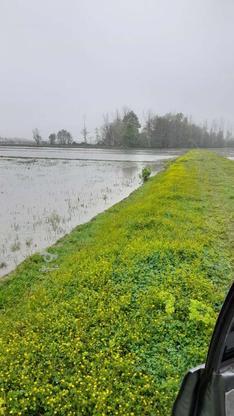 زمین کشاورزی بیجار 2270 متری معاوضه سواری در گروه خرید و فروش املاک در گیلان در شیپور-عکس1