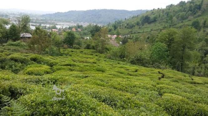 باغ چای واقع در رشت فومن روستای ملسکام در گروه خرید و فروش املاک در گیلان در شیپور-عکس1