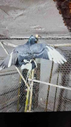 کبوتر گمشده در گروه خرید و فروش خدمات و کسب و کار در مازندران در شیپور-عکس1