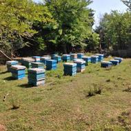 عسل طبیعی بهاره