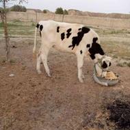 گاو ماده اسراییلی..... وگاو ماده محلی به همراه گوساله نر