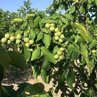 1500 متر باغ گردو و میوه در روستای کلیشادرخ
