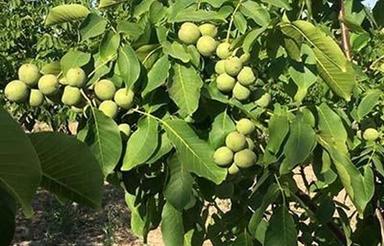 1500 متر باغ گردو و میوه در روستای کلیشادرخ