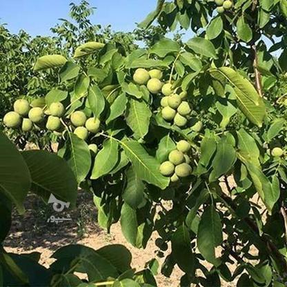 1500 متر باغ گردو و میوه در روستای کلیشادرخ در گروه خرید و فروش املاک در اصفهان در شیپور-عکس1
