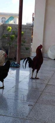 یه عدد خروس با دوتا مرغ محلی تخم گذار در گروه خرید و فروش ورزش فرهنگ فراغت در گلستان در شیپور-عکس1
