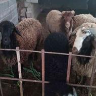 فروش دو راس گوسفند نر پرواری