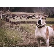 سگ آلابای افقان معاوظه باژرمن