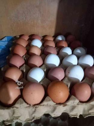 تخم مرغ اصل محلی در گروه خرید و فروش ورزش فرهنگ فراغت در آذربایجان غربی در شیپور-عکس1