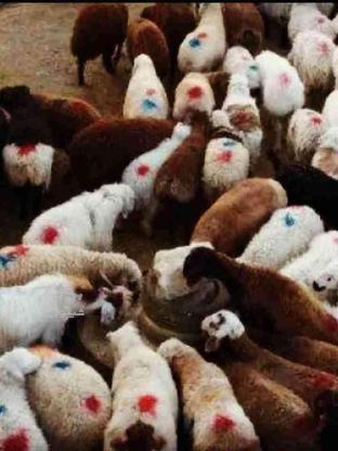 گوسفند زنده در نارمک ازگل لویزان پردیس در گروه خرید و فروش ورزش فرهنگ فراغت در تهران در شیپور-عکس1