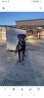 واگذاری سگ روتوایلرنرنگهبان 2ساله در گروه خرید و فروش ورزش فرهنگ فراغت در مازندران در شیپور-عکس1