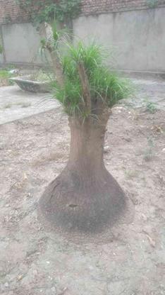 درختچه لیندا20 ساله در گروه خرید و فروش لوازم خانگی در مازندران در شیپور-عکس1