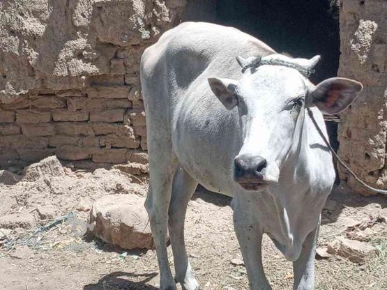 گاوه قربانی سهمی در گروه خرید و فروش ورزش فرهنگ فراغت در سیستان و بلوچستان در شیپور-عکس1