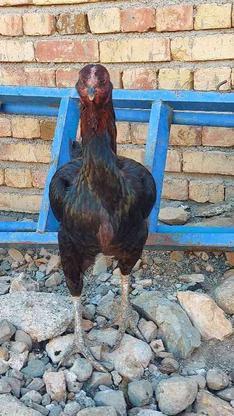 مرغ لاری تخم گذار در گروه خرید و فروش ورزش فرهنگ فراغت در آذربایجان غربی در شیپور-عکس1