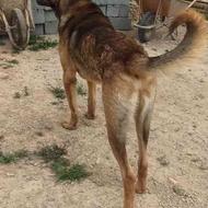 سگ نر عراقی واگذاری