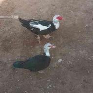 اردک اسرائیلی فروشی