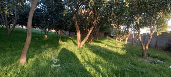 فروش یه قطعه باغ در گروه خرید و فروش املاک در مازندران در شیپور-عکس1