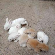 بچه خرگوش لپ اصیل نژاد دار