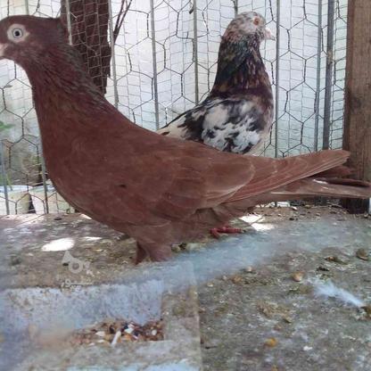 کبوتر نره وماده سرکهی وسوره در گروه خرید و فروش ورزش فرهنگ فراغت در مازندران در شیپور-عکس1