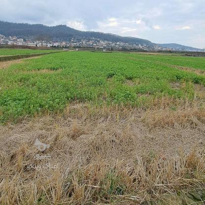 فروش زمین کشاورزی 6000 متر در کلیج خیل در گروه خرید و فروش املاک در مازندران در شیپور-عکس1
