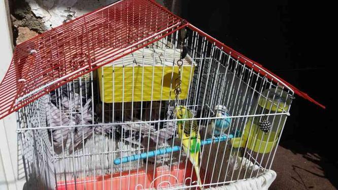 دو عدد مرغ عشق سالم در گروه خرید و فروش ورزش فرهنگ فراغت در همدان در شیپور-عکس1