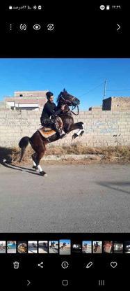 اسب نژاد کرد دو نشان در گروه خرید و فروش ورزش فرهنگ فراغت در آذربایجان غربی در شیپور-عکس1
