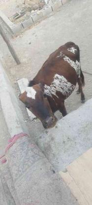گاو ماده هست سروحال در خونه بوده در گروه خرید و فروش ورزش فرهنگ فراغت در هرمزگان در شیپور-عکس1