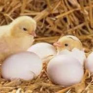 خریدار تخم نطفه دار هستم