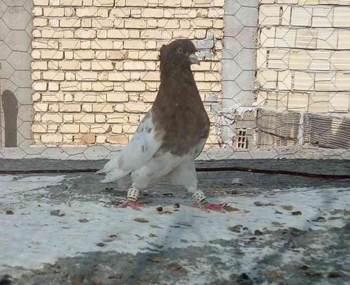 کبوتر جفتی در گروه خرید و فروش ورزش فرهنگ فراغت در فارس در شیپور-عکس1