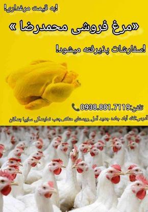 مرغ زنده به قیمت مرغ داری 58 در گروه خرید و فروش خدمات و کسب و کار در مازندران در شیپور-عکس1