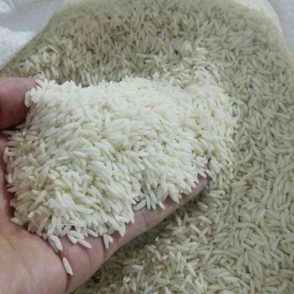 فروش برنج طارم هاشمی -دابو در گروه خرید و فروش خدمات و کسب و کار در تهران در شیپور-عکس1