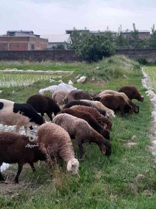 بره گوسفند نر ماده میش خریدارم در گروه خرید و فروش ورزش فرهنگ فراغت در مازندران در شیپور-عکس1