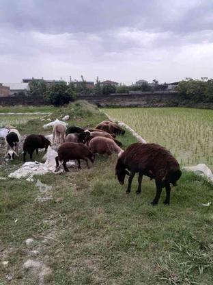 گوسفند نر بزرگ 90کیلو در گروه خرید و فروش ورزش فرهنگ فراغت در مازندران در شیپور-عکس1
