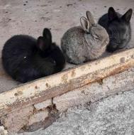 سه عدد بچه خرگوش شیطون بامزه