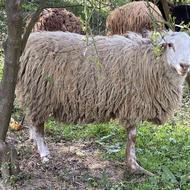 فروش گوسفند بره نر