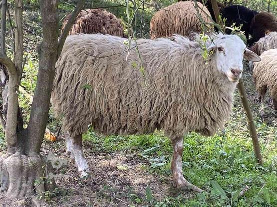 فروش گوسفند بره نر در گروه خرید و فروش ورزش فرهنگ فراغت در مازندران در شیپور-عکس1