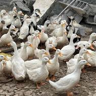فروش ویژه اردک محلی ارگانیک مناسب کشتار و نگهداری