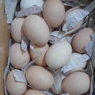 تخم مرغ محلی و نطفه دار