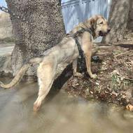 واگذاری سگ عراقی سرابی پژدر