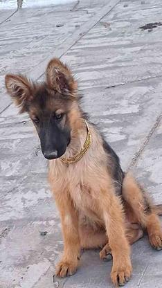 واگذاری سگ ژرمن جنس خالص در گروه خرید و فروش ورزش فرهنگ فراغت در آذربایجان شرقی در شیپور-عکس1