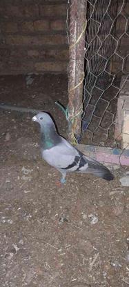 کبوتر نر پلاکی شرطی شماره دار در گروه خرید و فروش ورزش فرهنگ فراغت در اصفهان در شیپور-عکس1