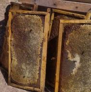 عسل بسیار مرغوب وبا کیفیت