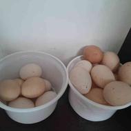 تخم مرغ اورگانیک سالم محلی