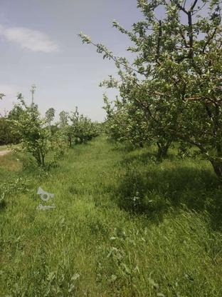 اجاره باغ سیب در روستای قلعه خالصه در گروه خرید و فروش املاک در آذربایجان شرقی در شیپور-عکس1