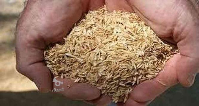 پوست برنج | شلتوک در گروه خرید و فروش صنعتی، اداری و تجاری در مازندران در شیپور-عکس1