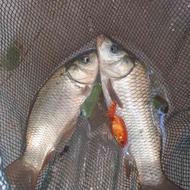 بچه ماهی امور وکپور در تبریز